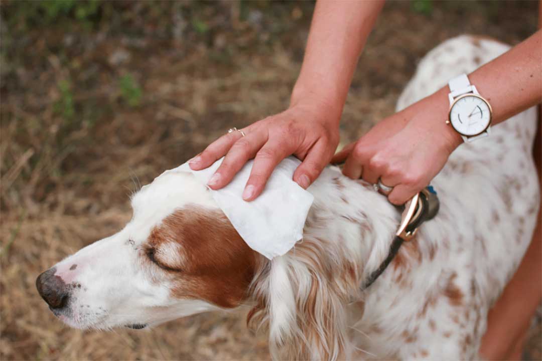 Pet wet wipes can be used to wipe your dog's fur