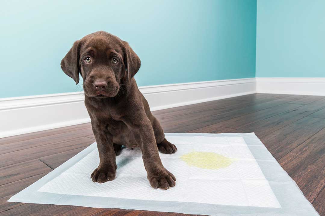 The reason your dog needs a puppy pad