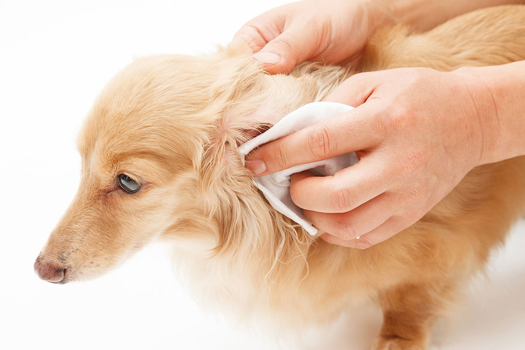 Use the right wipes to clean your dog