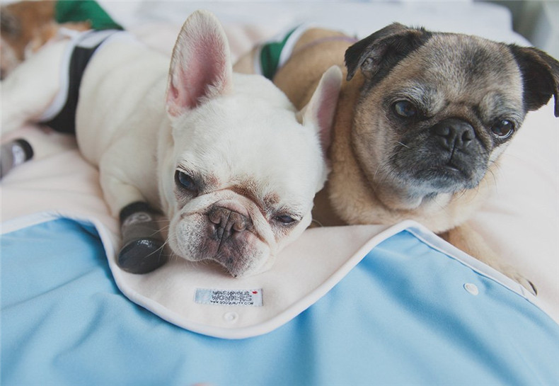 pee pad for dogs
